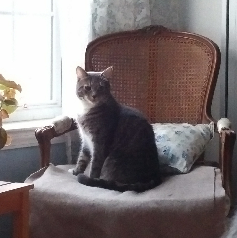 Meet your Posher, Elizabeth